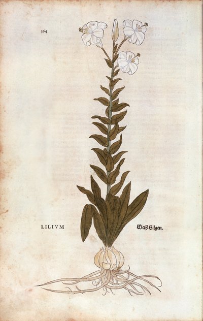 Lily (Lilium) af Leonhart Fuchs fra De historia stirpium commentarii insignes (Notable Commentarars on the History of Plants), farvet gravering af Leonhard Fuchs