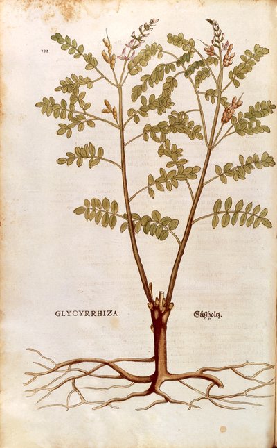 Lakrids eller lakrids (Glycyrrhiza glabra) af Leonhart Fuchs fra De historia stirpium commentarii insignes (Notable Commentarars on the History of Plants) farvet gravering af Leonhard Fuchs