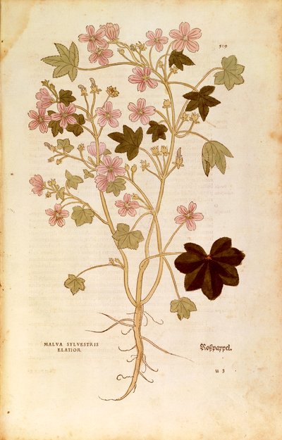 Mallow (Malva sylvestris elatior) af Leonhart Fuchs fra De historia stirpium commentarii insignes (Notable Commentarars on the History of Plants), farvet gravering af Leonhard Fuchs