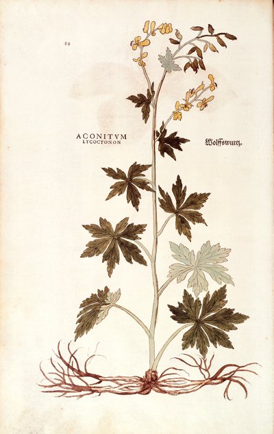 Northern Wolfsbane (Aconitum lycoctonum) af Leonhart Fuchs fra De historia stirpium commentarii insignes (Notable Commentarars on the History of Plants), farvet gravering af Leonhard Fuchs