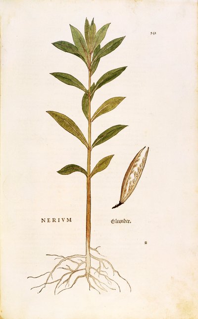 Oleander (Nerium oleander) af Leonhart Fuchs fra De historia stirpium commentarii insignes (Notable Commentarars on the History of Plants), farvet gravering af Leonhard Fuchs