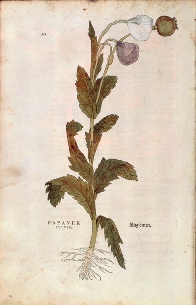 Opiumsvalmue - Papaver somniferum (Papaver satiuum) af Leonhart Fuchs fra De historia stirpium commentarii insignes (Notable Commentarars on the History of Plants), farvet gravering af Leonhard Fuchs