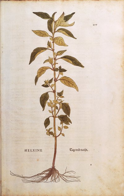 Pellitory-of-the-wall eller lichwort - Parietaria officinalis (Helxine) af Leonhart Fuchs fra De historia stirpium commentarii insignes (Notable Commentarars on the History of Plants) farvet gravering af Leonhard Fuchs