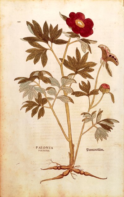 Peony - Paeonia officinalis (Paeonia foemina) af Leonhart Fuchs fra De historia stirpium commentarii insignes (Notable Commentarars on the History of Plants), farvet gravering af Leonhard Fuchs