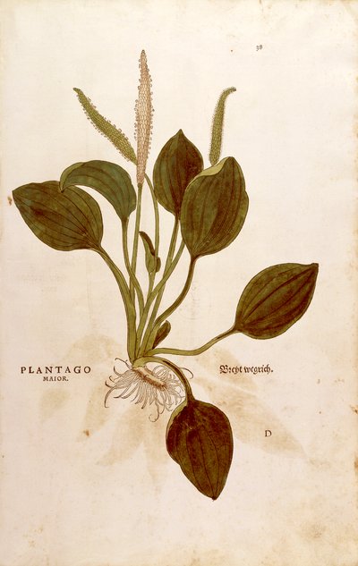 Plantain (Plantago major) af Leonhart Fuchs fra De historia stirpium commentarii insignes (Notable Commentarars on the History of Plants) farvet gravering af Leonhard Fuchs