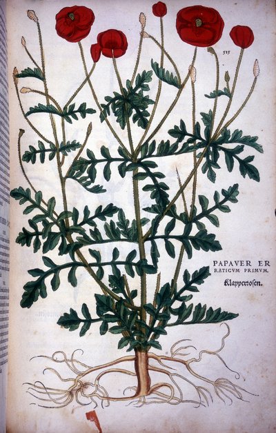 Poppy in - i ""The History of the History of Breeds of Badges",..." af Leonhart Fuchs af Leonhard Fuchs