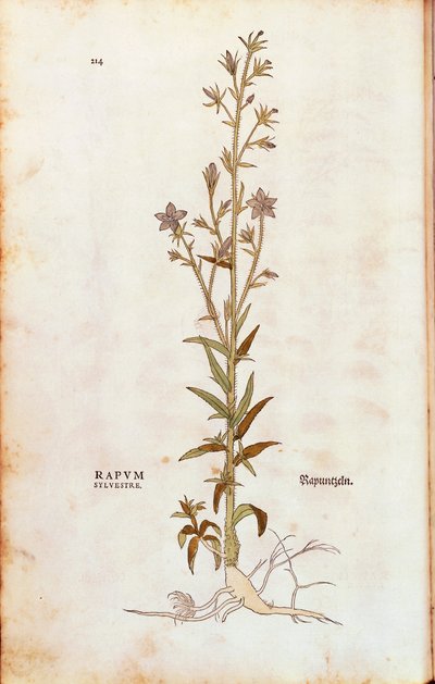 Rampion klokkeblomst - Campanula rapunculus (Rapum sylvestre) af Leonhart Fuchs fra De historia stirpium commentarii insignes (Notable Commentarars on the History of Plants) farvet gravering af Leonhard Fuchs