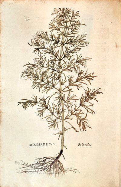 Rosmarin, Rosmarinus Officinalis (Rosmarinus). farvet gravering af Leonhard Fuchs