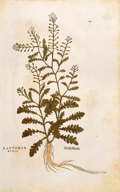 Hyrdepung - Capsella bursa-pastoris (Pastoria bursa) af Leonhart Fuchs fra De historia stirpium commentarii insignes (Notable Commentarars on the History of Plants) farvet gravering af Leonhard Fuchs