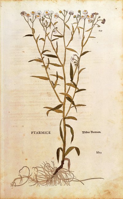 Sneezewort - Achillea ptarmica (Ptarmice) af Leonhart Fuchs fra De historia stirpium commentarii insignes (Notable Commentarars on the History of Plants) farvet gravering af Leonhard Fuchs