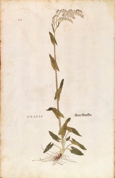 Sur- eller spinatdok - Rumex acetosa (Oxalis) af Leonhart Fuchs fra De historia stirpium commentarii insignes (Notable Commentaries on the History of Plants) farvet gravering af Leonhard Fuchs