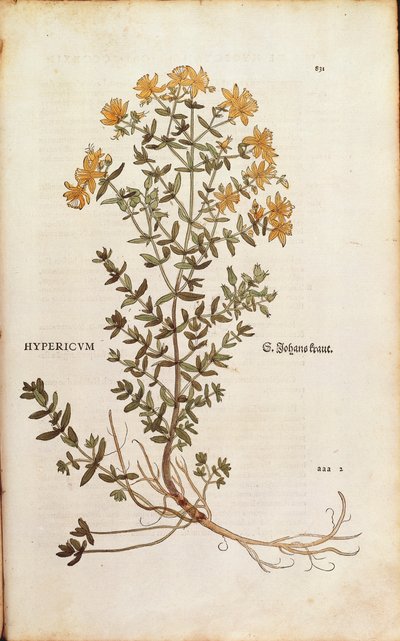 Perikon (Hypericum perforatum) af Leonhart Fuchs fra De historia stirpium commentarii insignes (Notable Commentaries on the History of Plants) farvet gravering af Leonhard Fuchs