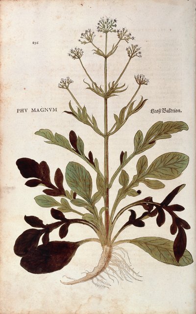 Baldrian - Valeriana officinalis (Phu magnum) af Leonhart Fuchs fra De historia stirpium commentarii insignes (Notable Commentarars on the History of Plants) farvet gravering af Leonhard Fuchs