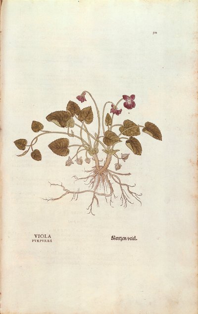 Violet (Viola odorata) af Leonhart Fuchs fra De historia stirpium commentarii insignes (Notable Commentarars on the History of Plants), farvet gravering af Leonhard Fuchs