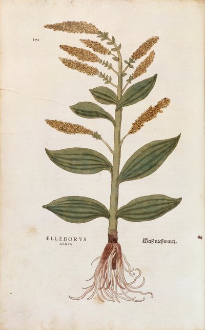 White Hellebore - Veratrum album (Elleborus albus) af Leonhart Fuchs fra De historia stirpium commentarii insignes (Notable Commentarars on the History of Plants), farvet gravering af Leonhard Fuchs