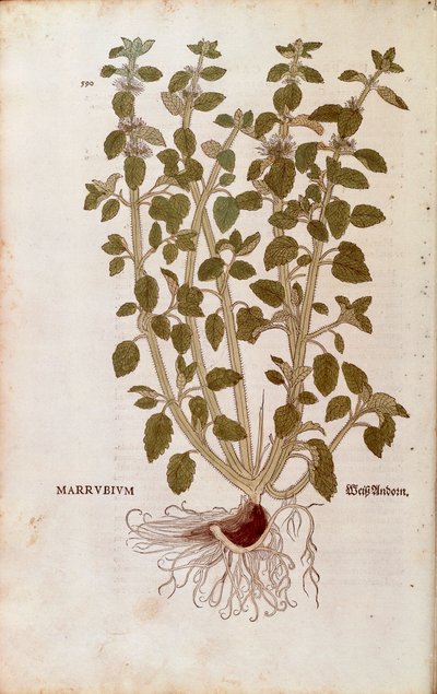White Horehound (Marrubium vulgare) af Leonhart Fuchs fra De historia stirpium commentarii insignes (Notable Commentarars on the History of Plants) farvet gravering af Leonhard Fuchs