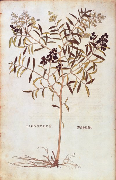 Wild Privet (Ligustrum vulgare) af Leonhart Fuchs fra De historia stirpium commentarii insignes (Notable Commentarars on the History of Plants) farvet gravering af Leonhard Fuchs