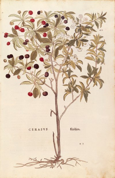 Vilde kirsebær - Prunus avium (Cerasus) af Leonhart Fuchs fra De historia stirpium commentarii insignes (Notable Commentaries on the History of Plants) farvet gravering af Leonhard Fuchs