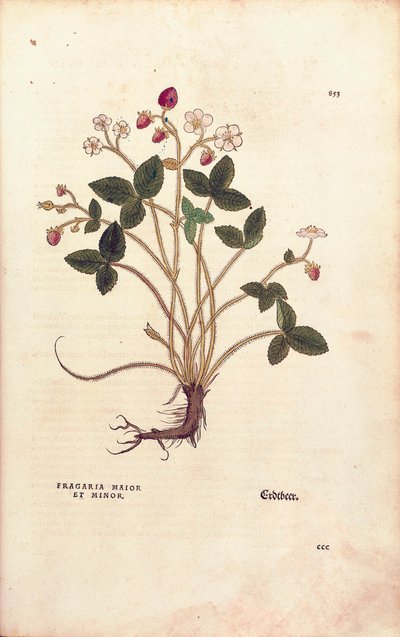 Skovjordbær - Fragaria vesca (Fragaria maior et minor) af Leonhart Fuchs fra De historia stirpium commentarii insignes (Notable Commentarars on the History of Plants), farvet gravering af Leonhard Fuchs