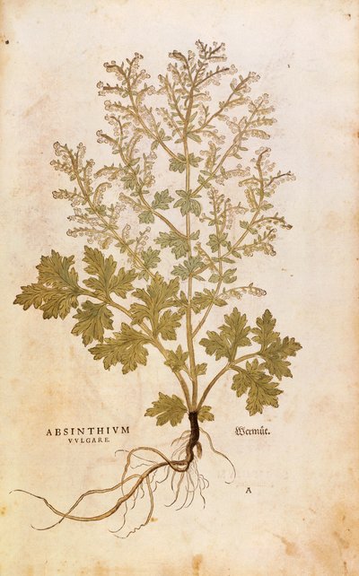 Malurt - Artemisia absinthium (Absinthium vulgare) af Leonhart Fuchs fra De historia stirpium commentarii insignes (bemærkelsesværdige kommentarer til planternes historie), farvet stik af Leonhard Fuchs