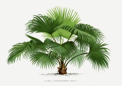  af Les Palmiers Histoire Iconographique