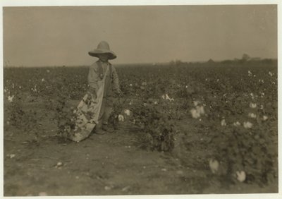 5-årige Willie Hesse plukker 15 pund bomuld om dagen på sine forældres 80 hektar store gård nær West, Texas, 1913 af Lewis Wickes Hine