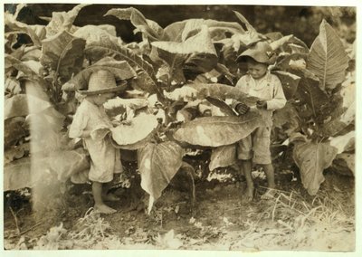 Amos 6 og Horace 4 orme- og sugetobaksplanter hele dagen til deres far John Neal i Warren County, Albaton, Kentucky, 1916 af Lewis Wickes Hine