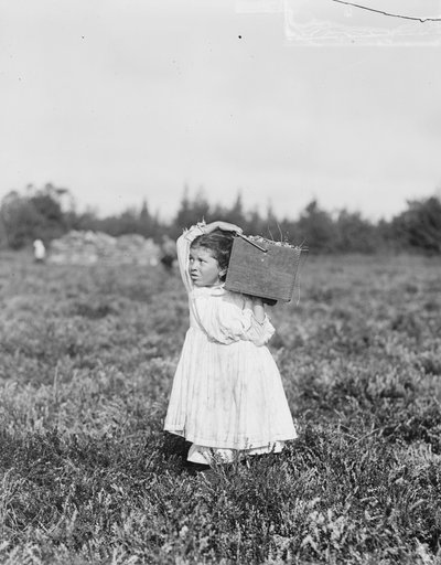 Otteårige Jennie Camillo fra Philadelphia plukker tranebær i Theodore Budd