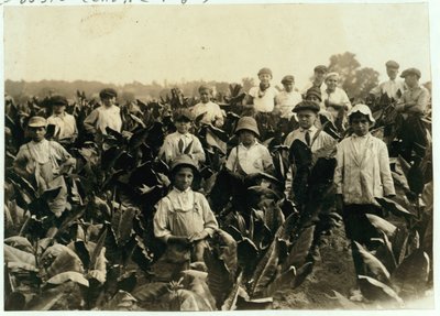 Goodrich Tobacco Farm, nær Gildersleeve, Connecticut, 1917 af Lewis Wickes Hine