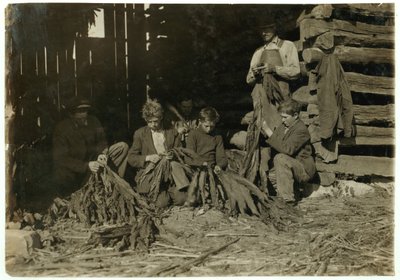 Sønner af J.H. Burch i alderen 12, 14 og 17 år som stripper tobak i skoletiden i Warren County, Rockfield, Kentucky, 1916 af Lewis Wickes Hine