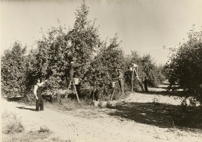 Uden titel, ca. 1935. af Lewis Wickes Hine
