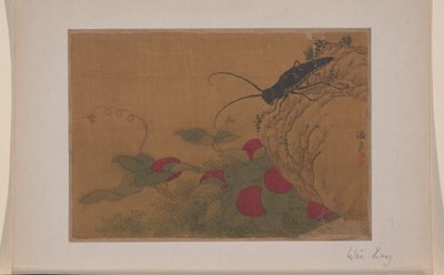 Græshoppe på sten af Liang Wen