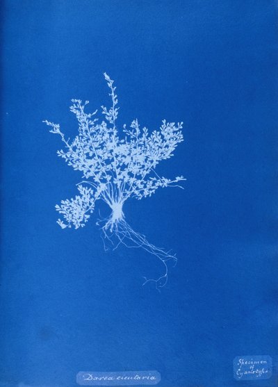 Cyanotype af britisk bregne af Unbekannt Unbekannt