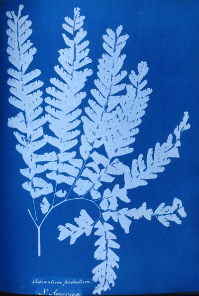 Cyanotype af en nordamerikansk bregne, Adiantum pedatum af Unbekannt Unbekannt