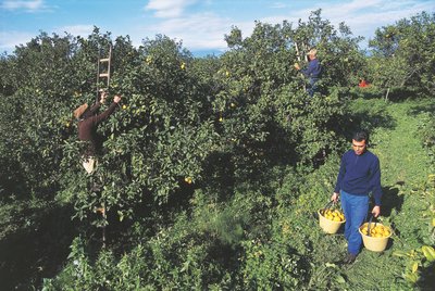 Høst af bergamot, Calabrien, Italien (foto) af Unbekannt Unbekannt