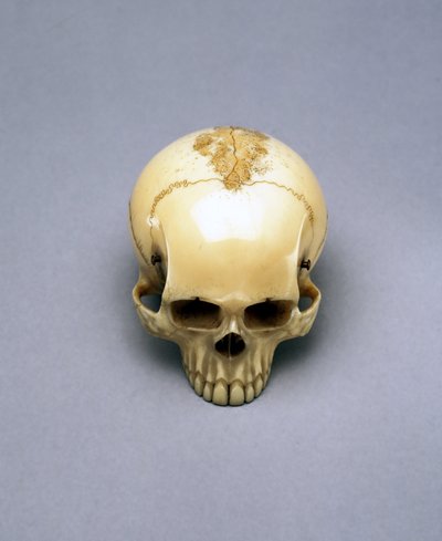 Model af et kranie, sandsynligvis en netsuke, japansk af Unbekannt Unbekannt