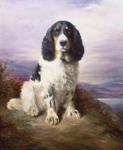 Royal, en tri-farvet Working Springer Spaniel af Lilian Cheviot