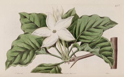 Gardenia i nærheden af Lindley