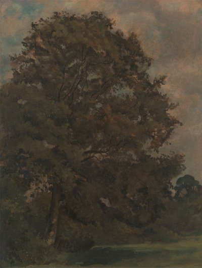 Studie af et asketræ af Lionel Constable