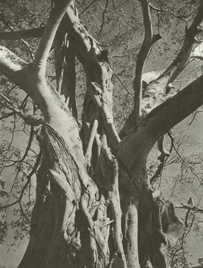 Banyan træ (s/h foto) af Lionel Wendt