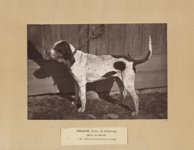 Pilote, Chien de Saintonge, Meute de Virelade, A.M. Joseph de Carayon Latour af Leon Cremiere