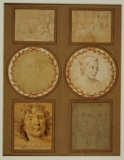 Studie af et lam med forfødderne bundet ... af Lorenzo di Credi