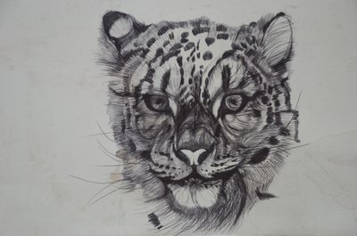 Snow Leopard,2016,(bic biro på papir) af Lou Gibbs