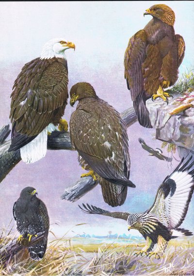 Bald Eagle, American Golden Eagle, American Rough Legged Hawk af Louis Agassiz Fuertes