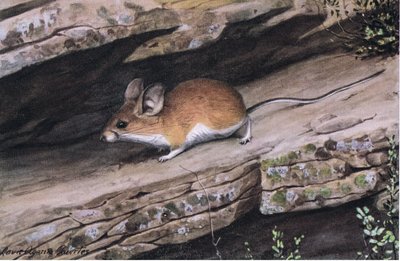 Big Eared Pinion Mouse repræsenterer den hvidfodede klan i de forrevne kløfter i sydvest af Louis Agassiz Fuertes