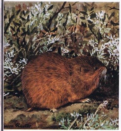 Brown Lemming, en kraftig gnaver, der lever i en honningkage af tunneler af Louis Agassiz Fuertes