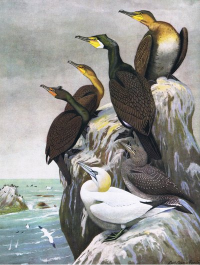 Illustration fra pubben The Natural History of American Birds of Eastern and Central North America. af Bramhall House c.1970 af Louis Agassiz Fuertes