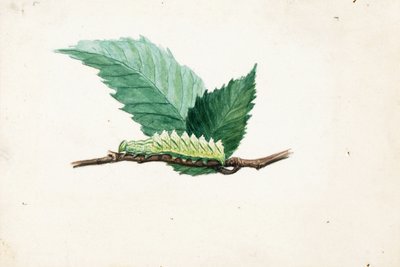 Jagged Leaf Edge Caterpillar, studie til bogen Concealing Coloration in the Animal Kingdom (Skjult farve i dyreriget) af Louis Agassiz Fuertes