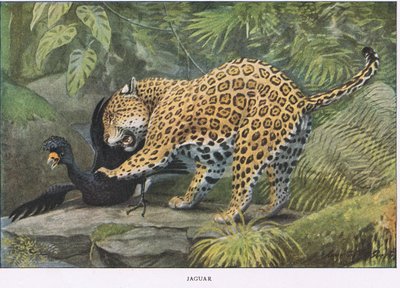 Jaguar af Louis Agassiz Fuertes