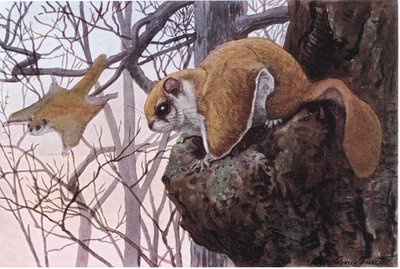 Southern Flying Squirrel har glidende membraner af Louis Agassiz Fuertes